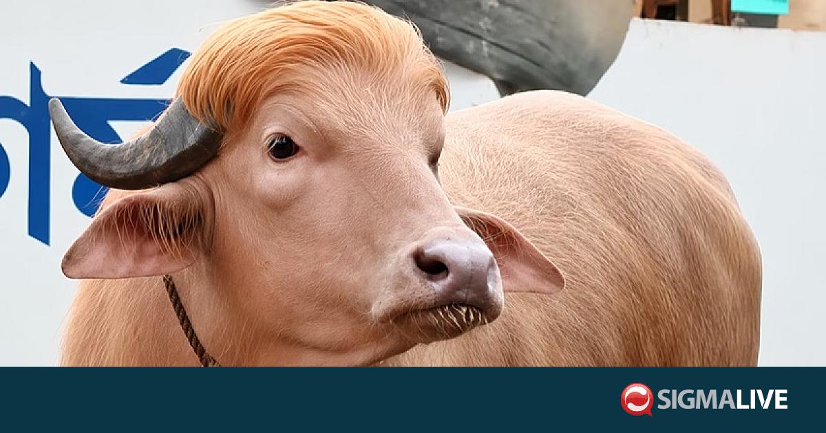 &Gamma;&lambda;ί&tau;&omega;&sigma;&epsilon; &tau;&eta; &theta;&upsilon;&sigma;ί&alpha; &omicron; &beta;&omicron;ύ&beta;&alpha;&lambda;&omicron;&sigmaf; &pi;&omicron;&upsilon; έ&gamma;&iota;&nu;&epsilon; &delta;&iota;ά&sigma;&eta;&mu;&omicron;&sigmaf; &omega;&sigmaf; &laquo;&Nu;&tau;ό&nu;&alpha;&lambda;&nu;&tau; &Tau;&rho;&alpha;&mu;&pi;&raquo;