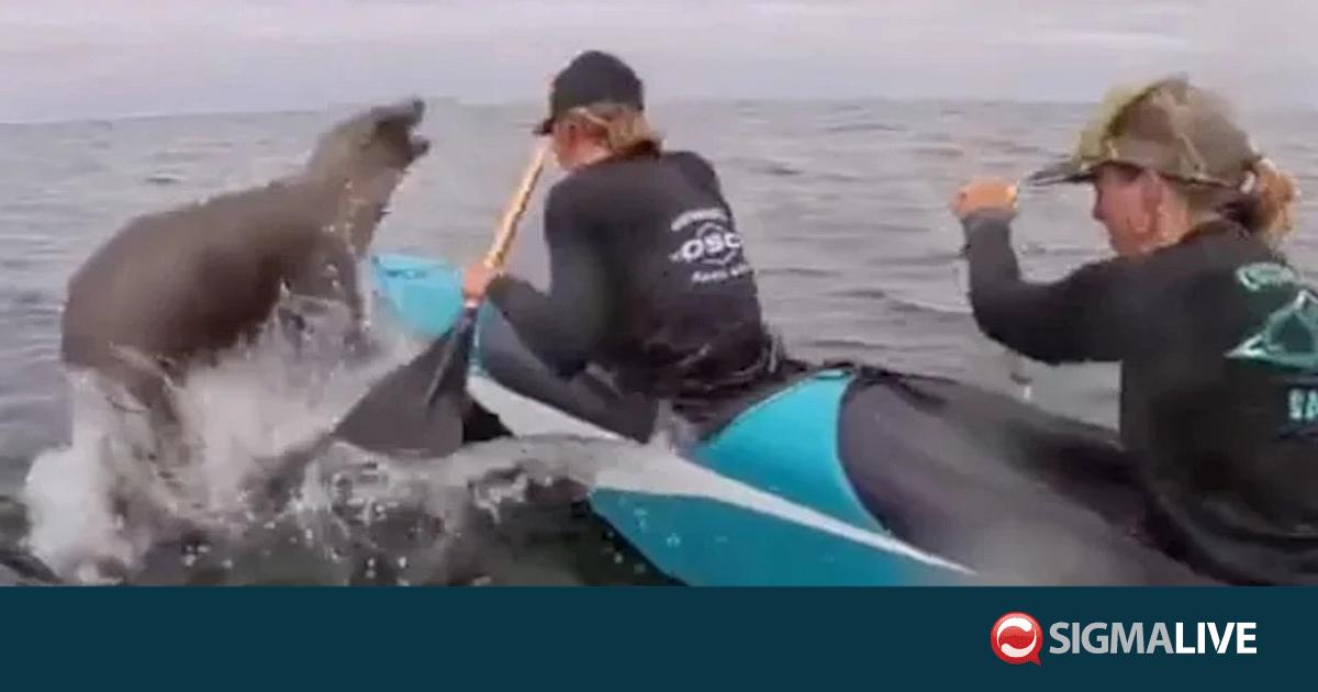 &Eta;&Pi;&Alpha;: &Theta;&alpha;&lambda;ά&sigma;&sigma;&iota;&omicron;&sigmaf; &epsilon;&lambda;έ&phi;&alpha;&nu;&tau;&alpha;&sigmaf; &pi;&rho;&omicron;&sigma;&gamma;&epsilon;&iota;ώ&theta;&eta;&kappa;&epsilon; &pi;ά&nu;&omega; &sigma;&epsilon; &kappa;&alpha;&gamma;&iota;ά&kappa; &epsilon;&nu; ώ&rho;&alpha; &alpha;&gamma;ώ&nu;&alpha; (&Beta;&Iota;&Nu;&Tau;&Epsilon;&Omicron;)