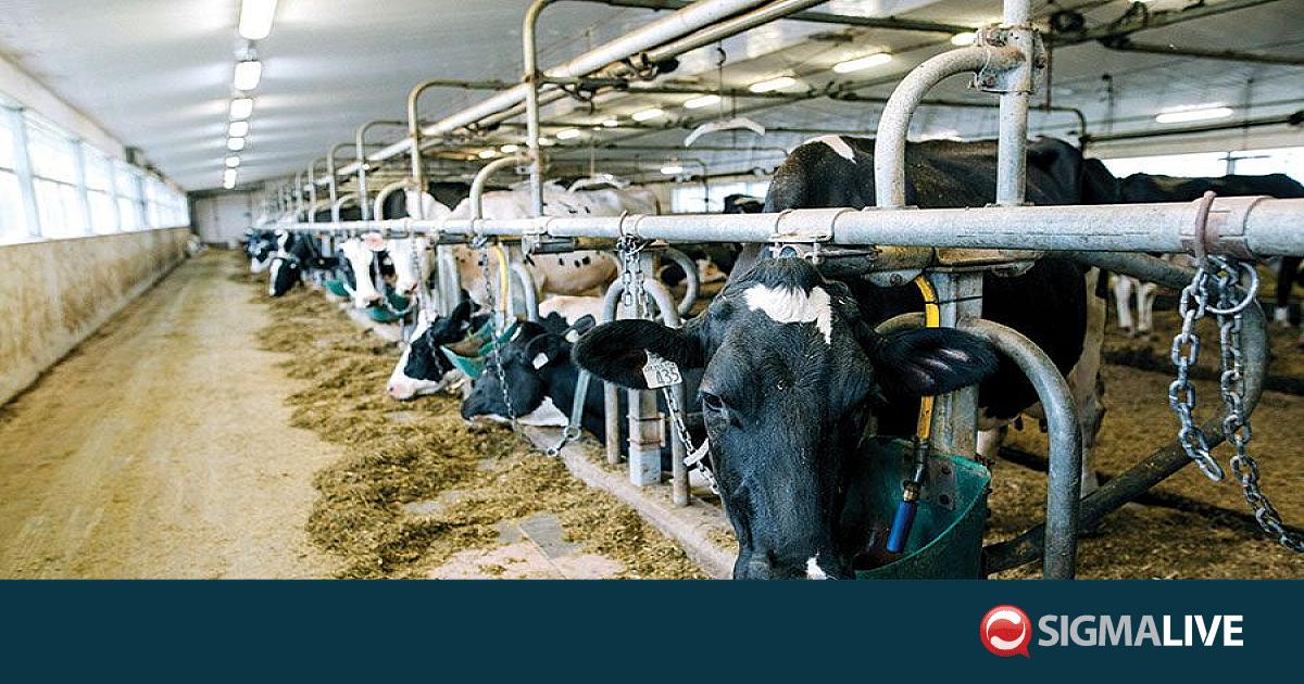&Tau;&eta; &sigma;&eta;&mu;&alpha;&sigma;ί&alpha; &epsilon;&mu;&beta;&omicron;&lambda;&iota;&alpha;&sigma;&mu;&omicron;ύ-&mu;&eta; &mu;&epsilon;&tau;&alpha;&kappa;ί&nu;&eta;&sigma;&eta;&sigmaf; &zeta;ώ&omega;&nu; &tau;&omicron;&nu;ί&zeta;&omicron;&upsilon;&nu; &omicron;&iota; &Mu;&alpha;&lambda;ά&sigmaf;-&Tau;&sigma;ά&lambda;&tau;&alpha;&sigmaf;