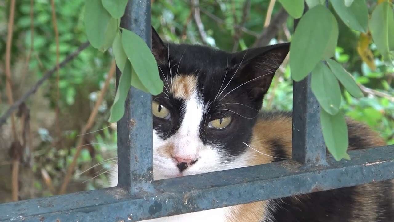 Ζητούν αναστολή προγραμμάτων στείρωσης οι Φιλοζωικές - Επιστ