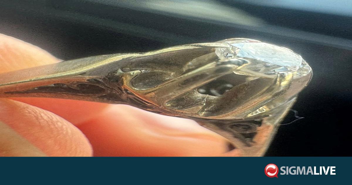 Έ&kappa;&kappa;&lambda;&eta;&sigma;&eta; &gamma;&iota;&alpha; &epsilon;&nu;&tau;&omicron;&pi;&iota;&sigma;&mu;ό &tau;&eta;&sigmaf; &iota;&delta;&iota;&omicron;&kappa;&tau;ή&tau;&rho;&iota;&alpha;&sigmaf; &mu;&omicron;&nu;ό&pi;&epsilon;&tau;&rho;&omicron;&upsilon; &delta;&alpha;&kappa;&tau;&upsilon;&lambda;&iota;&delta;&iota;&omicron;ύ &sigma;&tau;&eta; &Lambda;&epsilon;&upsilon;&kappa;&omega;&sigma;ί&alpha;