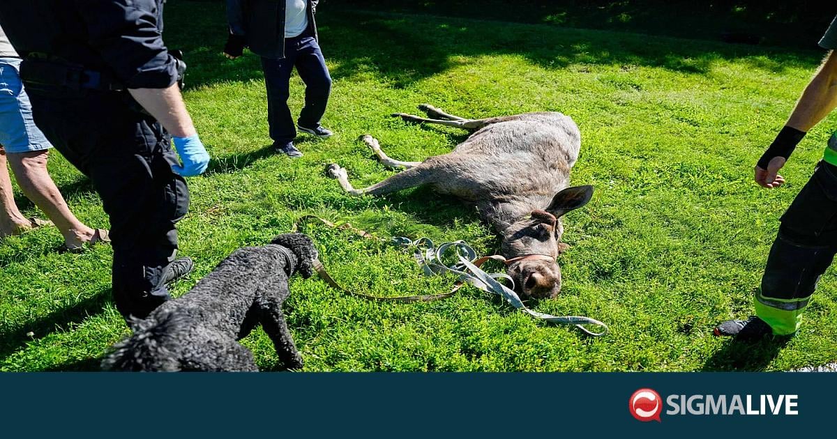 &Nu;&omicron;&rho;&beta;&eta;&gamma;ί&alpha;: &Sigma;&kappa;ό&tau;&omega;&sigma;&alpha;&nu; &alpha;&pi;&omicron;&pi;&rho;&omicron;&sigma;&alpha;&nu;&alpha;&tau;&omicron;&lambda;&iota;&sigma;&mu;έ&nu;&eta; ά&lambda;&kappa;&eta; &laquo;&gamma;&iota;&alpha; &lambda;ό&gamma;&omicron;&upsilon;&sigmaf; &kappa;&alpha;&lambda;ή&sigmaf; &mu;&epsilon;&tau;&alpha;&chi;&epsilon;ί&rho;&iota;&sigma;&eta;&sigmaf;&raquo;