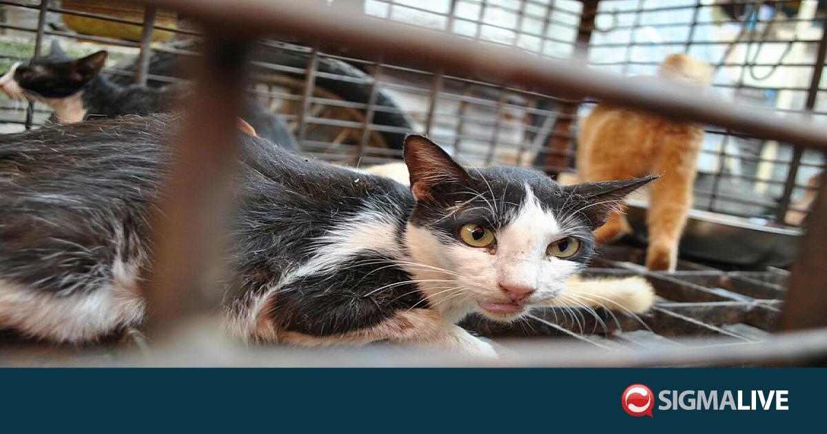 &Beta;&iota;&epsilon;&tau;&nu;ά&mu;: &Gamma;ά&tau;&epsilon;&sigmaf; &pi;&omicron;&upsilon; &kappa;&lambda;ά&pi;&eta;&kappa;&alpha;&nu; &gamma;&iota;&alpha; &kappa;&rho;έ&alpha;&sigmaf; &epsilon;&pi;έ&sigma;&tau;&rho;&epsilon;&psi;&alpha;&nu; &sigma;&tau;&omicron;&upsilon;&sigmaf; &iota;&delta;&iota;&omicron;&kappa;&tau;ή&tau;&epsilon;&sigmaf; &tau;&omicron;&upsilon;&sigmaf;