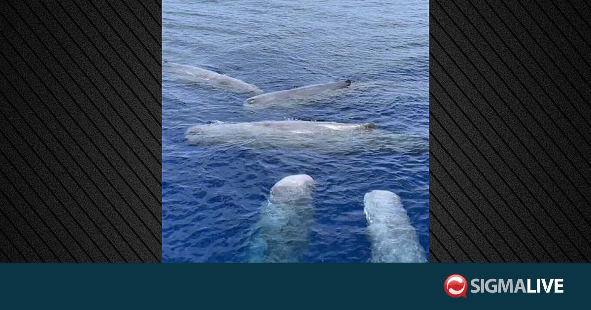 &Sigma;&pi;ά&nu;&iota;&alpha; &epsilon;&mu;&phi;ά&nu;&iota;&sigma;&eta; &pi;έ&nu;&tau;&epsilon; &phi;&alpha;&lambda;&alpha;&iota;&nu;ώ&nu; &phi;&upsilon;&sigma;&eta;&tau;ή&rho;&omega;&nu; &alpha;&nu;&omicron;&iota;&chi;&tau;ά &tau;&eta;&sigmaf; &Lambda;&epsilon;&upsilon;&kappa;ά&delta;&alpha;&sigmaf; (&Beta;&Iota;&Nu;&Tau;&Epsilon;&Omicron;)
