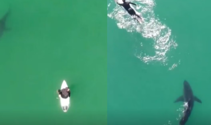 K&alpha;&lambda;&iota;&phi;ό&rho;&nu;&iota;&alpha;: Drone &pi;&rho;&omicron;&epsilon;&iota;&delta;&omicron;&pi;&omicron;&iota;&epsilon;ί &alpha;&nu;&upsilon;&pi;&omicron;&psi;ί&alpha;&sigma;&tau;&omicron; &sigma;έ&rho;&phi;&epsilon;&rho; ό&tau;&iota; &tau;&omicron;&nu; &alpha;&kappa;&omicron;&lambda;&omicron;&upsilon;&theta;&epsilon;ί &kappa;&alpha;&rho;&chi;&alpha;&rho;ί&alpha;&sigmaf;