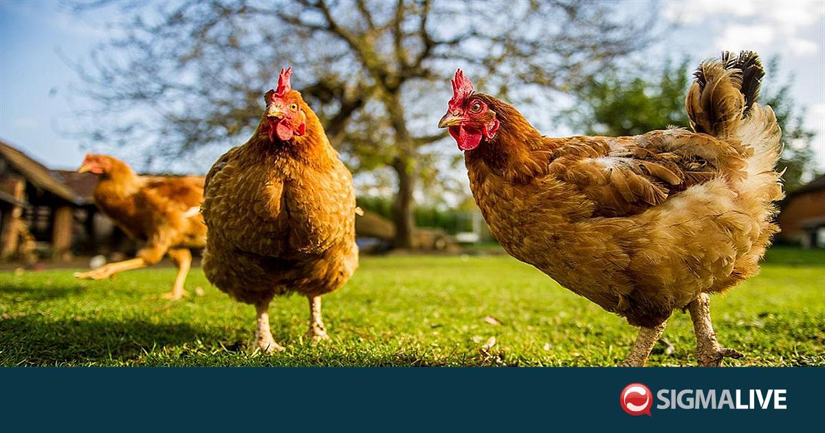 &Alpha;&upsilon;&sigma;&tau;&rho;&alpha;&lambda;ί&alpha;: &Pi;&rho;ώ&tau;&omicron; &kappa;&rho;&omicron;ύ&sigma;&mu;&alpha; &tau;&eta;&sigmaf; &gamma;&rho;ί&pi;&eta;&sigmaf; &tau;&omega;&nu; &pi;&tau;&eta;&nu;ώ&nu; H5N1