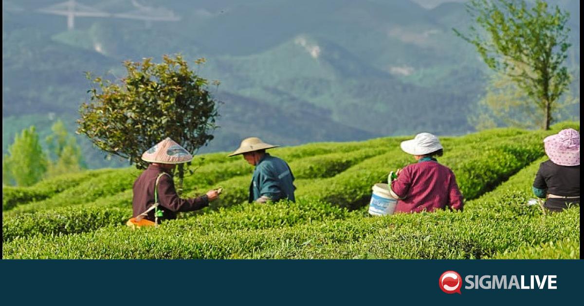 &Eta; &Kappa;ί&nu;&alpha; &pi;&alpha;&rho;ά&gamma;&epsilon;&iota; &tau;&omicron; 60% &tau;&omicron;&upsilon; &pi;&alpha;&gamma;&kappa;ό&sigma;&mu;&iota;&omicron;&upsilon; matcha