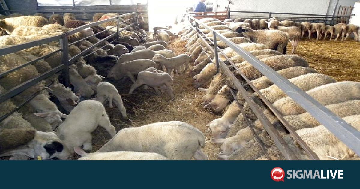 &Alpha;&phi;&theta;ώ&delta;&eta;&sigmaf;; &Alpha;&iota;&gamma;&omicron;&pi;&rho;&omicron;&beta;&alpha;&tau;&omicron;&tau;&rho;ό&phi;&omicron;&iota; &kappa;&alpha;&tau;&alpha;&theta;έ&tau;&omicron;&upsilon;&nu; &alpha;ί&tau;&eta;&mu;&alpha; &gamma;&iota;&alpha; έ&kappa;&tau;&alpha;&kappa;&tau;&eta; &omicron;&iota;&kappa;&omicron;&nu;&omicron;&mu;&iota;&kappa;ή &sigma;&tau;ή&rho;&iota;&xi;&eta;