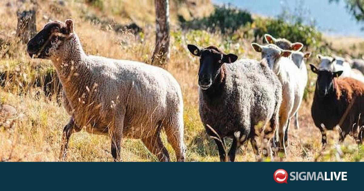 &Delta;. &Epsilon;&pi;&alpha;&mu;&epsilon;&iota;&nu;ώ&nu;&delta;&alpha;&sigmaf;: Έ&rho;&chi;&omicron;&nu;&tau;&alpha;&iota; &chi;&alpha;&lambda;&alpha;&rho;ώ&sigma;&epsilon;&iota;&sigmaf; &mu;έ&tau;&rho;&omega;&nu; &gamma;&iota;&alpha; &alpha;&phi;&theta;ώ&delta;&eta; &tau;&omicron; &epsilon;&pi;ό&mu;&epsilon;&nu;&omicron; &delta;&iota;ά&sigma;&tau;&eta;&mu;&alpha;