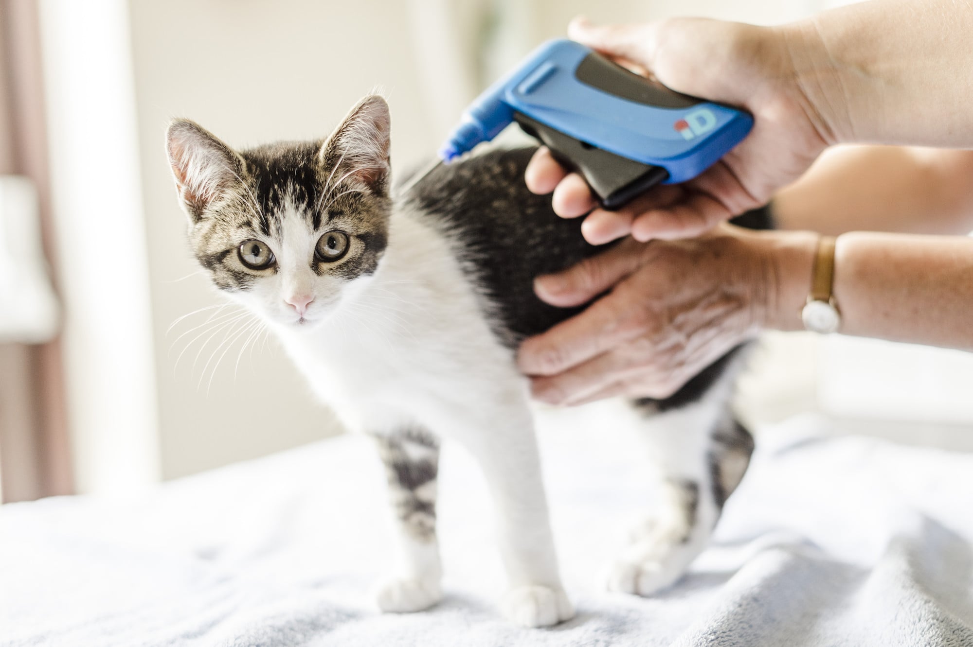 Πρόταση για microchip σε αδέσποτες γάτες–Τι λένε Επίτροπος και κτηνίατροι(VID)