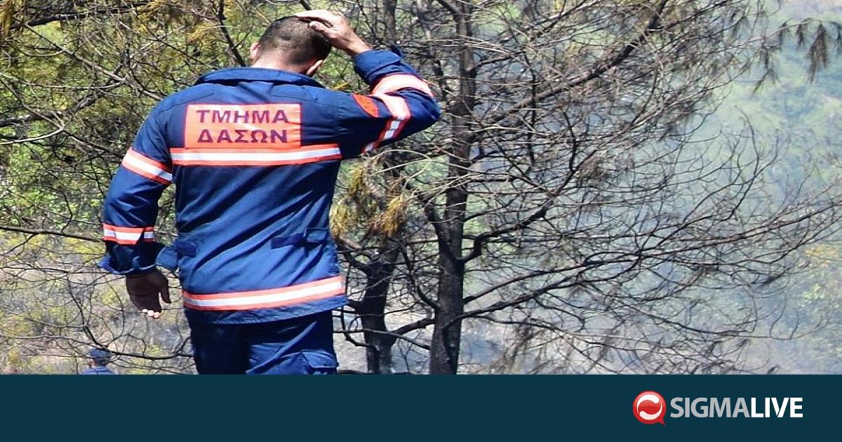 &Tau;&mu;ή&mu;&alpha; &Delta;&alpha;&sigma;ώ&nu;: &Alpha;&pi;ό &sigma;&mu;&upsilon;&rho;ί&lambda;&iota;&omicron; &eta; &phi;&omega;&tau;&iota;ά &sigma;&tau;&eta;&nu; &Pi;ά&phi;&omicron;