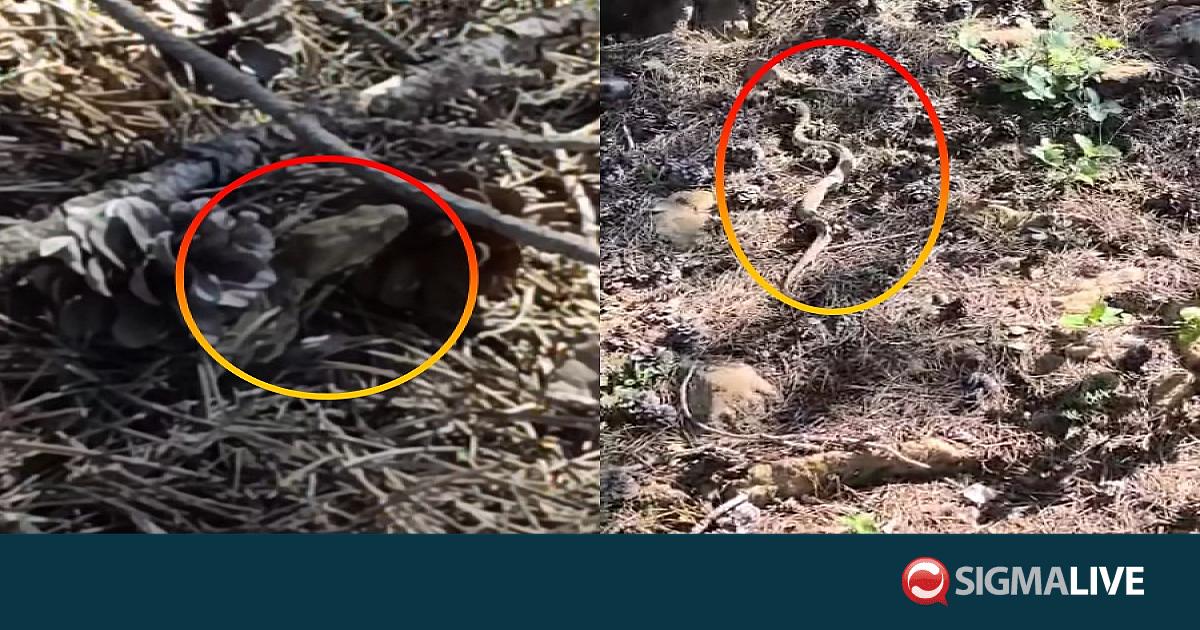 &Beta;&Iota;&Nu;&Tau;&Epsilon;&Omicron;: &Epsilon;&nu;&tau;ό&pi;&iota;&sigma;&epsilon; &laquo;&kappa;&alpha;&mu;&omicron;&upsilon;&phi;&lambda;&alpha;&rho;&iota;&sigma;&mu;έ&nu;&eta;&raquo; &phi;ί&nu;&alpha; &sigma;&epsilon; &epsilon;&xi;ό&rho;&mu;&eta;&sigma;&eta; &sigma;&tau;&eta;&nu; &Kappa;ύ&pi;&rho;&omicron;