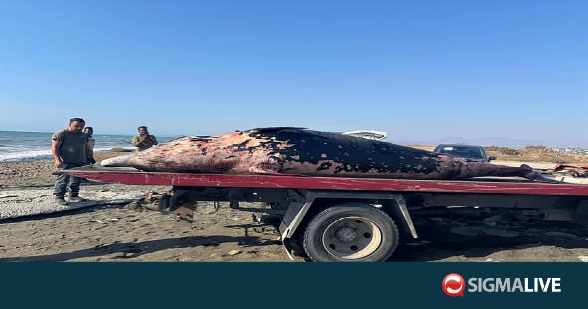&Phi;&Omega;&Tau;&Omicron;: &Xi;&epsilon;&beta;&rho;ά&sigma;&tau;&eta;&kappa;&epsilon; &nu;&epsilon;&kappa;&rho;ή &phi;ά&lambda;&alpha;&iota;&nu;&alpha; &sigma;&tau;&omicron; &kappa;&alpha;&tau;&epsilon;&chi;ό&mu;&epsilon;&nu;&omicron; &chi;&omega;&rho;&iota;ό &Beta;&omicron;&upsilon;&nu;ό