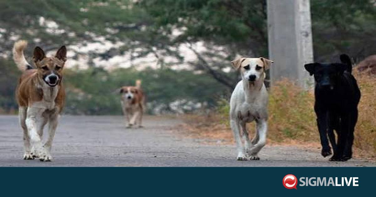&laquo;&Pi;&omicron;&nu;&omicron;&kappa;έ&phi;&alpha;&lambda;&omicron;&sigmaf;&raquo; &omicron;&iota; &alpha;&delta;έ&sigma;&pi;&omicron;&tau;&omicron;&iota; &sigma;&kappa;ύ&lambda;&omicron;&iota; &sigma;&tau;&omicron; &Delta;ά&sigma;&omicron;&sigmaf; &Pi;ά&phi;&omicron;&upsilon;