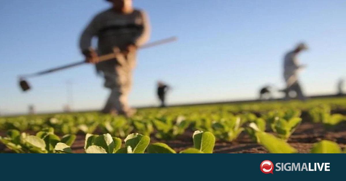 &Epsilon;&Kappa;: &Epsilon;&nu;έ&kappa;&rho;&iota;&nu;&epsilon; &mu;έ&tau;&rho;&alpha; &sigma;&tau;ή&rho;&iota;&xi;&eta;&sigmaf; &pi;&rho;&omicron;&sigmaf; &alpha;&gamma;&rho;ό&tau;&epsilon;&sigmaf; &gamma;&iota;&alpha; &tau;&iota;&sigmaf; &tau;&iota;&mu;έ&sigmaf; &lambda;&iota;&pi;&alpha;&sigma;&mu;ά&tau;&omega;&nu;