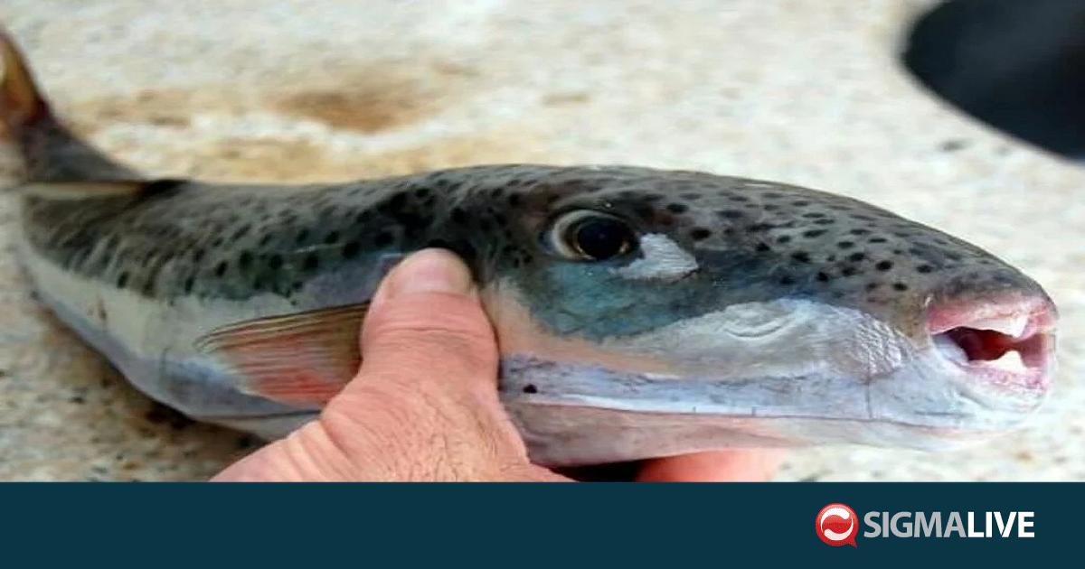 &Rho;&epsilon;&kappa;ό&rho; &alpha;&lambda;ί&epsilon;&upsilon;&sigma;&eta;&sigmaf; 130 &tau;ό&nu;&omega;&nu; &lambda;&alpha;&gamma;&omicron;&kappa;έ&phi;&alpha;&lambda;&omega;&nu; &alpha;&pi;ό 150 &psi;&alpha;&rho;ά&delta;&epsilon;&sigmaf;- &laquo;&Pi;&rho;&omicron;&kappa;&alpha;&lambda;&omicron;ύ&nu; &zeta;&eta;&mu;&iota;έ&sigmaf;&raquo; (VID)