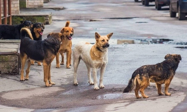 &Theta;&epsilon;&omicron;&pi;έ&mu;&pi;&tau;&omicron;&upsilon;: &Eta; &theta;&alpha;&nu;ά&tau;&omega;&sigma;&eta; &alpha;&delta;έ&sigma;&pi;&omicron;&tau;&omega;&nu; &sigma;&kappa;ύ&lambda;&omega;&nu; &pi;&rho;έ&pi;&epsilon;&iota; &nu;&alpha; &epsilon;ί&nu;&alpha;&iota; &eta; έ&sigma;&chi;&alpha;&tau;&eta; &lambda;ύ&sigma;&eta;