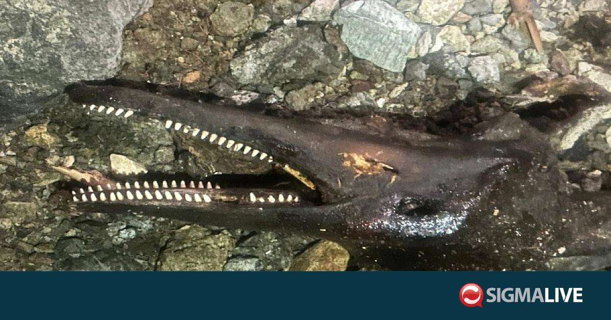 &Epsilon;&nu;&tau;&omicron;&pi;ί&sigma;&tau;&eta;&kappa;&epsilon; &nu;&epsilon;&kappa;&rho;ό &delta;&epsilon;&lambda;&phi;ί&nu;&iota; &sigma;&tau;&iota;&sigmaf; &alpha;&kappa;&tau;έ&sigmaf; &tau;&omicron;&upsilon; &Alpha;&kappa;ά&mu;&alpha;- &Delta;&epsilon;ί&tau;&epsilon; &phi;&omega;&tau;&omicron;&gamma;&rho;&alpha;&phi;ί&epsilon;&sigmaf;