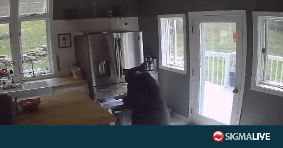 &Iota;&alpha;&pi;&omega;&nu;ί&alpha;: &Mu;&iota;&alpha; &omicron;&iota;&kappa;&omicron;&gamma;έ&nu;&epsilon;&iota;&alpha; &beta;&rho;ή&kappa;&epsilon; &mu;&iota;&alpha; &alpha;&rho;&kappa;&omicron;ύ&delta;&alpha; &mu;έ&sigma;&alpha; &sigma;&tau;&eta;&nu; &kappa;&omicron;&upsilon;&zeta;ί&nu;&alpha; &tau;&eta;&sigmaf;