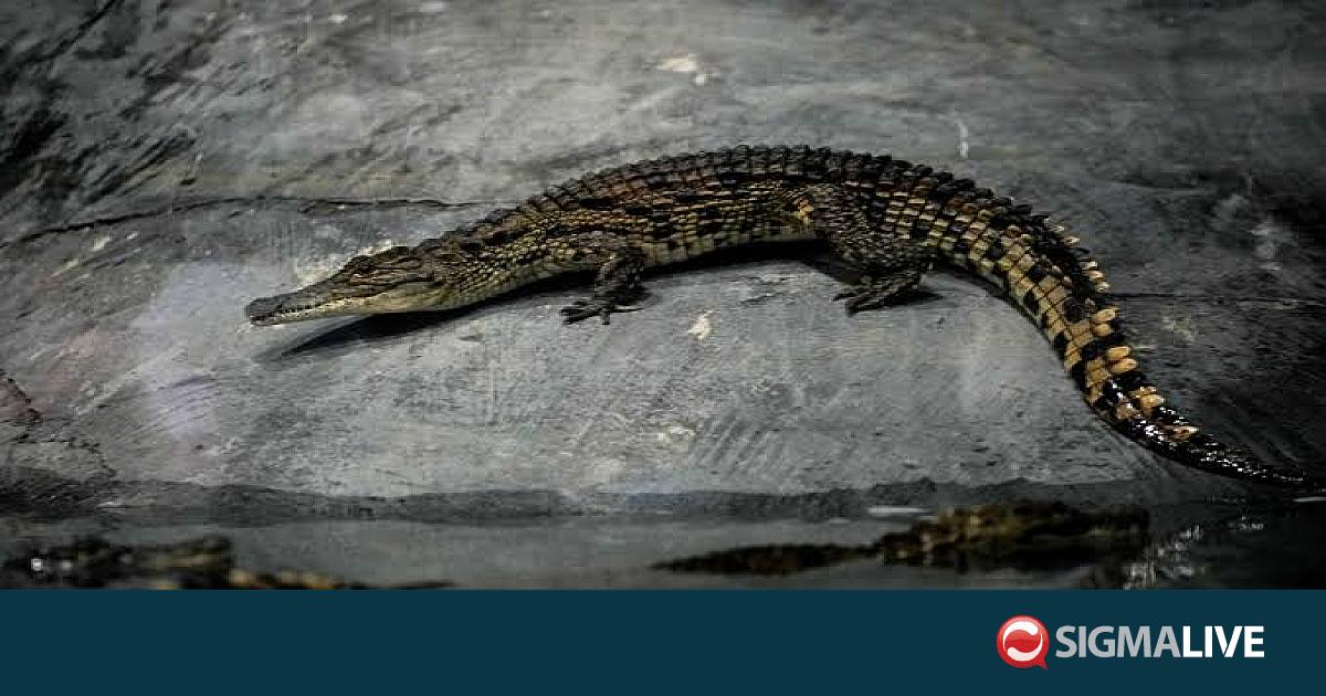&Iota;&sigma;&rho;&alpha;ή&lambda;: &Omicron;&iota; &kappa;&rho;&omicron;&kappa;ό&delta;&epsilon;&iota;&lambda;&omicron;&iota; &tau;&omicron;&upsilon; &Nu;&epsilon;ί&lambda;&omicron;&upsilon; &theta;&alpha; &chi;&rho;&eta;&sigma;&iota;&mu;&omicron;&pi;&omicron;&iota;&eta;&theta;&omicron;ύ&nu; &sigma;&epsilon; &phi;&upsilon;&lambda;&alpha;&kappa;έ&sigmaf;