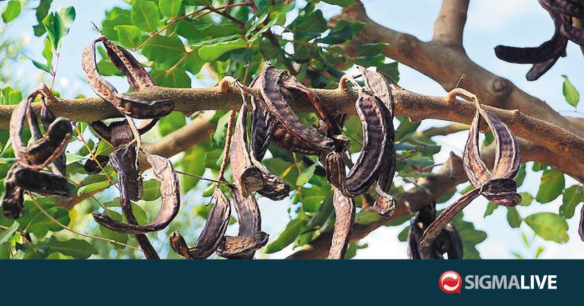&Alpha;&pi;ό &tau;&iota;&sigmaf; 15 &Alpha;&upsilon;&gamma;&omicron;ύ&sigma;&tau;&omicron;&upsilon; &eta; &sigma;&upsilon;&lambda;&lambda;&omicron;&gamma;ή &chi;&alpha;&rho;&omicron;&upsilon;&pi;&iota;ώ&nu;