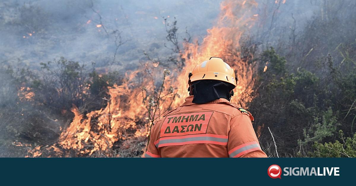 &Lambda;&epsilon;&upsilon;&kappa;&omega;&sigma;ί&alpha;: &Upsilon;&pi;ό &pi;&lambda;ή&rho;&eta; έ&lambda;&epsilon;&gamma;&chi;&omicron; &delta;&alpha;&sigma;&iota;&kappa;ή &pi;&upsilon;&rho;&kappa;&alpha;&gamma;&iota;ά &sigma;&tau;&omicron;&nu; &Kappa;ά&tau;&omega; &Pi;ύ&rho;&gamma;&omicron; &Tau;&eta;&lambda;&lambda;&upsilon;&rho;ί&alpha;&sigmaf;