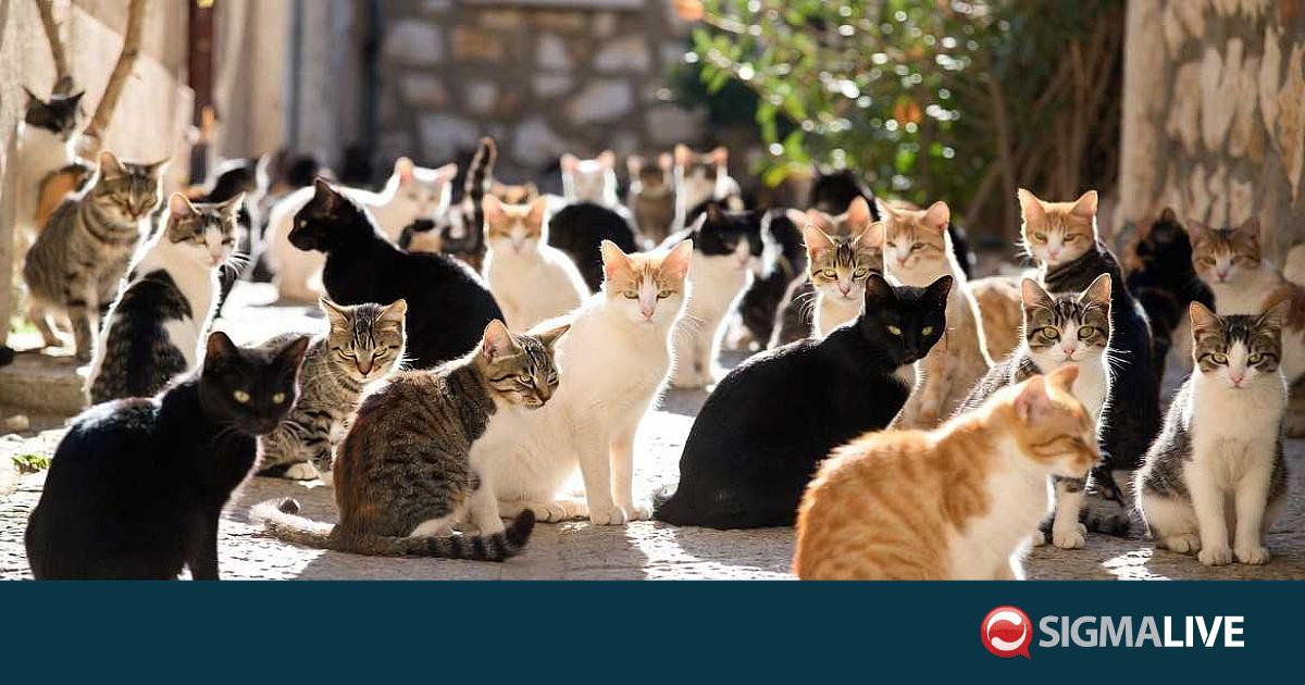 &Pi;&lambda;&eta;&theta;&upsilon;&sigma;&mu;&iota;&alpha;&kappa;ή &laquo;έ&kappa;&rho;&eta;&xi;&eta;&raquo; &alpha;&delta;έ&sigma;&pi;&omicron;&tau;&omega;&nu; &gamma;ά&tau;&omega;&nu; &sigma;&tau;&eta;&nu; &Kappa;ύ&pi;&rho;&omicron; - &Pi;ά&nu;&omega; &alpha;&pi;ό 2 &epsilon;&kappa;&alpha;&tau;&omicron;&mu;&mu;ύ&rho;&iota;&alpha; &zeta;ώ&alpha;