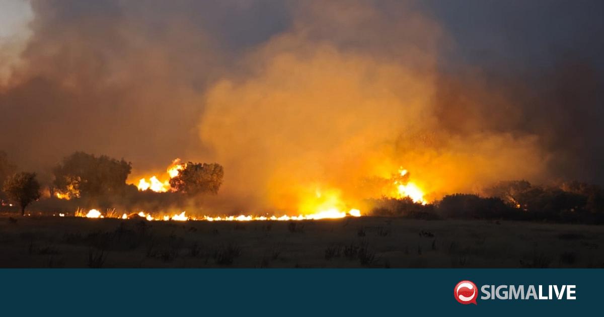 &Sigma;&epsilon; &pi;ύ&rho;&iota;&nu;&omicron; &kappa;&lambda;&omicron;&iota;ό &Beta;έ&nu;&iota;&zeta;&alpha; &kappa;&alpha;&iota; &Psi;ά&theta;&alpha; - &Xi;&epsilon;&kappa;ί&nu;&eta;&sigma;&alpha;&nu; &rho;ί&psi;&epsilon;&iota;&sigmaf; &tau;&alpha; &epsilon;&nu;&alpha;έ&rho;&iota;&alpha; &mu;έ&sigma;&alpha; (&Beta;&Iota;&Nu;&Tau;&Epsilon;&Omicron;)