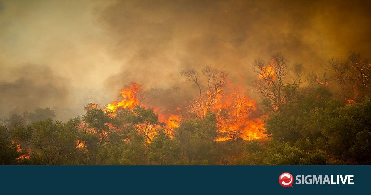 &Epsilon;&lambda;&lambda;ά&delta;&alpha;: &Tau;&omicron; 42% &tau;&omega;&nu; &delta;&alpha;&sigma;ώ&nu; &tau;&eta;&sigmaf; &Alpha;&tau;&tau;&iota;&kappa;ή&sigmaf; &kappa;ά&eta;&kappa;&epsilon; &tau;&alpha; &tau;&epsilon;&lambda;&epsilon;&upsilon;&tau;&alpha;ί&alpha; 10 &chi;&rho;ό&nu;&iota;&alpha;