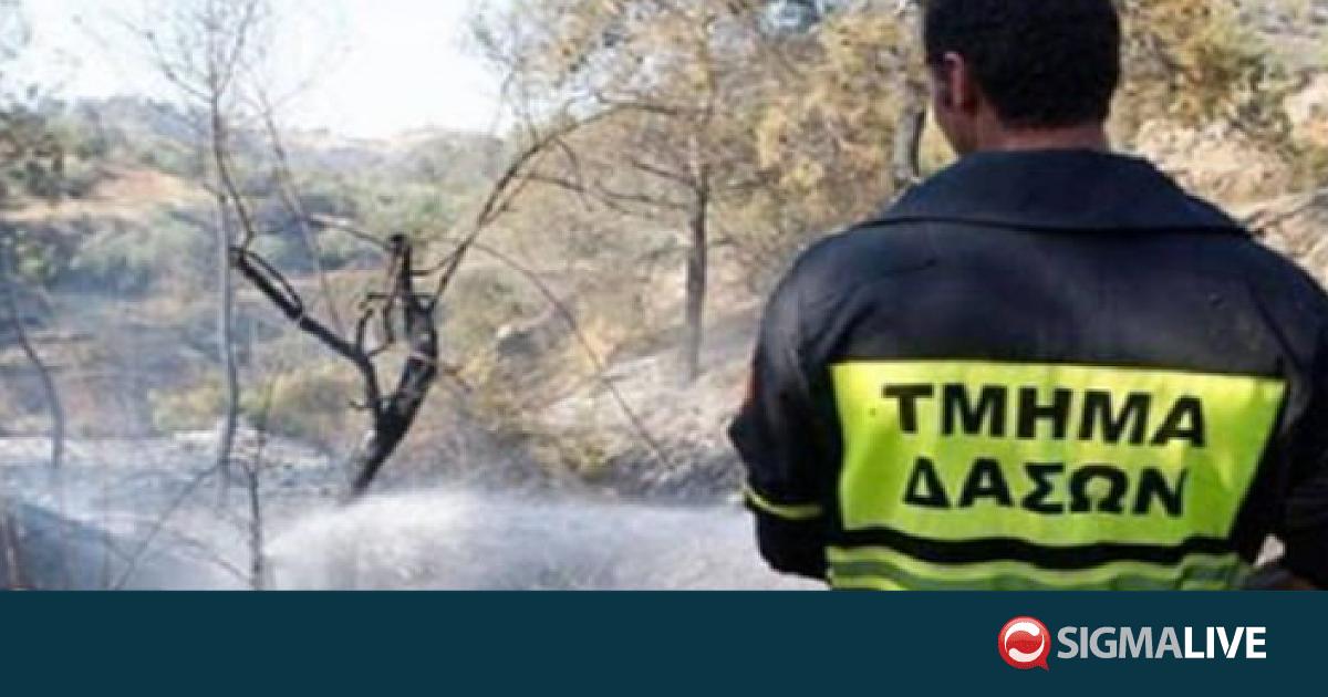 &Tau;&mu;. &Delta;&alpha;&sigma;ώ&nu;: &Delta;&epsilon;&kappa;&alpha;&epsilon;&tau;ί&epsilon;&sigmaf; ή &alpha;&iota;ώ&nu;&epsilon;&sigmaf; &gamma;&iota;&alpha; &nu;&alpha; &gamma;ί&nu;&epsilon;&iota; &xi;&alpha;&nu;ά ώ&rho;&iota;&mu;&omicron; &delta;ά&sigma;&omicron;&sigmaf; &eta; &kappa;&alpha;&mu;έ&nu;&eta; &gamma;&eta;