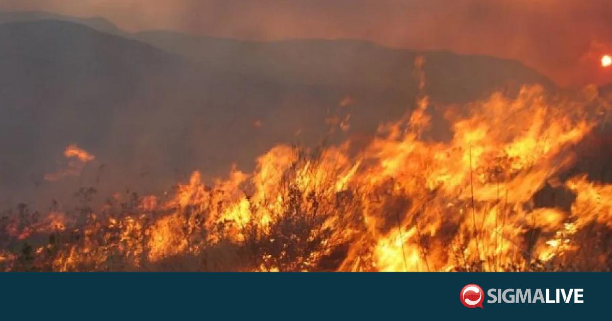 &Phi;ά&kappa;&epsilon;&lambda;&omicron;&sigmaf; &epsilon;&mu;&pi;&rho;&eta;&sigma;&mu;&omicron;ί: &Epsilon;&nu;&delta;&epsilon;ί&xi;&epsilon;&iota;&sigmaf; &gamma;&iota;&alpha; &omicron;&rho;&gamma;&alpha;&nu;&omega;&mu;έ&nu;&eta; &sigma;&pi;&epsilon;ί&rho;&alpha;