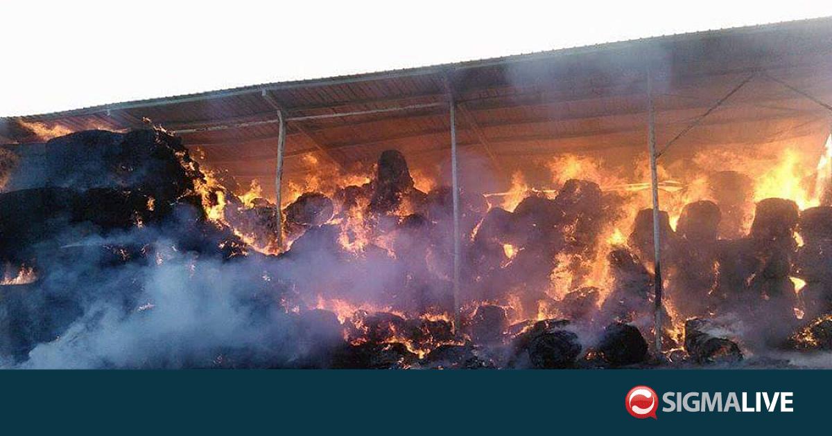&Sigma;&tau;ά&chi;&tau;&eta; 70 &mu;&pi;ά&lambda;&epsilon;&sigmaf; &sigma;&alpha;&nu;&omicron;ύ &mu;&epsilon;&tau;ά &alpha;&pi;ό &phi;&omega;&tau;&iota;ά &sigma;&tau;&omicron;&upsilon;&sigmaf; &Alpha;&gamma;ί&omicron;&upsilon;&sigmaf; &Tau;&rho;&iota;&mu;&iota;&theta;&iota;ά&sigmaf;