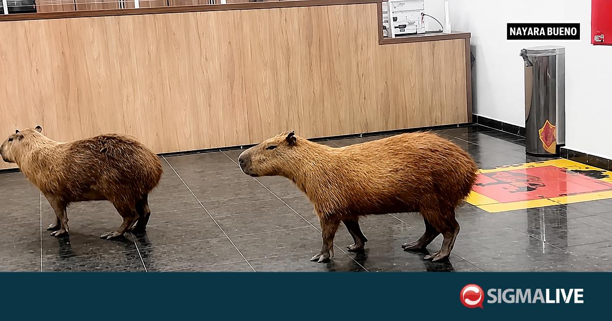 &Beta;&Iota;&Nu;&Tau;&Epsilon;&Omicron;: &Kappa;&alpha;&pi;&iota;&mu;&pi;ά&rho;&alpha; έ&kappa;&alpha;&nu;&alpha;&nu; &laquo;&nu;&tau;&omicron;&upsilon;&raquo; &sigma;&epsilon; &Beta;&omicron;&upsilon;&lambda;ή &kappa;&alpha;&iota; ά&phi;&eta;&sigma;&alpha;&nu; ά&phi;&omega;&nu;&omicron;&upsilon;&sigmaf; &beta;&omicron;&upsilon;&lambda;&epsilon;&upsilon;&tau;έ&sigmaf;