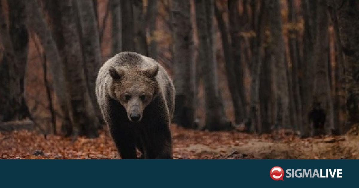 &Kappa;&alpha;&sigma;&tau;&omicron;&rho;&iota;ά: &Nu;&epsilon;&kappa;&rho;ή &mu;&epsilon;&gamma;&alpha;&lambda;ό&sigma;&omega;&mu;&eta; &alpha;&rho;&kappa;&omicron;ύ&delta;&alpha;, &pi;&iota;&theta;&alpha;&nu;ό&nu; &alpha;&pi;ό &pi;&upsilon;&rho;&omicron;&beta;&omicron;&lambda;&iota;&sigma;&mu;ό