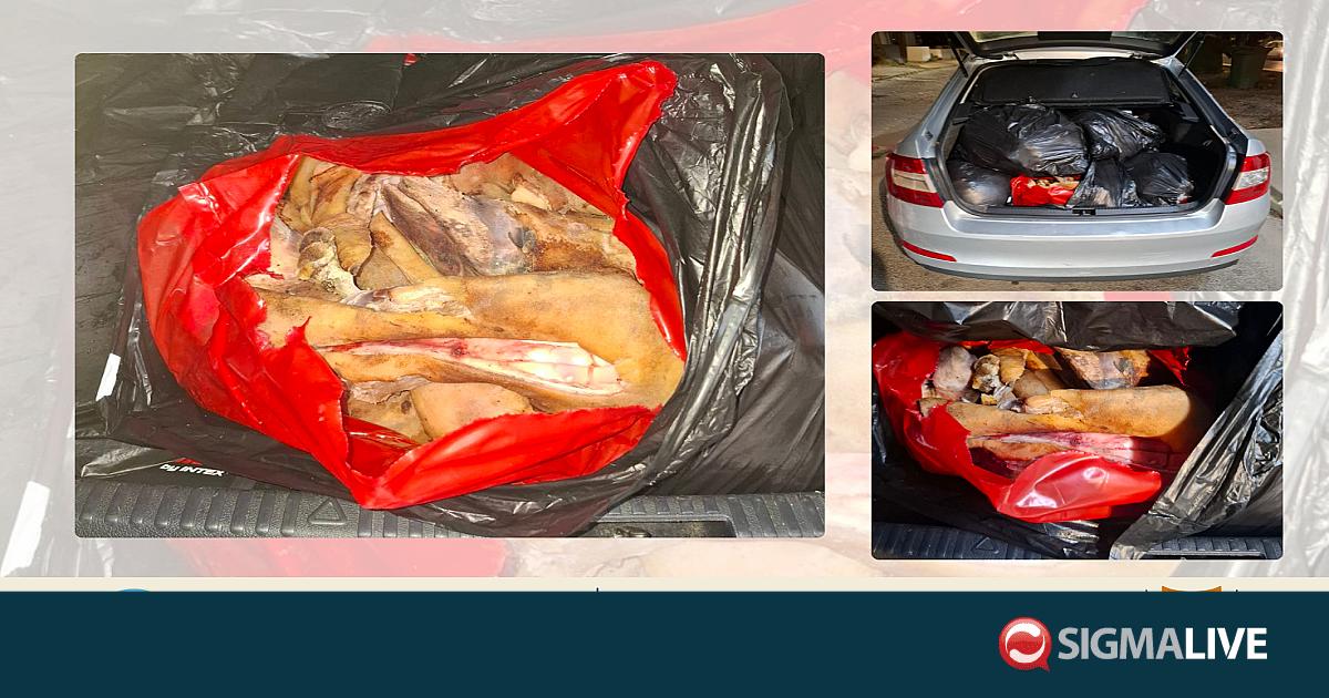 &Tau;&omicron;&upsilon;&sigmaf; &tau;&sigma;ά&kappa;&omega;&sigma;&alpha;&nu; &mu;&epsilon; 245 kg &alpha;&pi;ό &delta;έ&rho;&mu;&alpha;&tau;&alpha; &kappa;&alpha;&iota; &epsilon;&nu;&tau;ό&sigma;&theta;&iota;&alpha; &beta;&omicron;&omicron;&epsilon;&iota;&delta;ώ&nu; &sigma;&tau;&omicron;&nu; Ά&gamma;&iota;&omicron; &Delta;&omicron;&mu;έ&tau;&iota;&omicron;