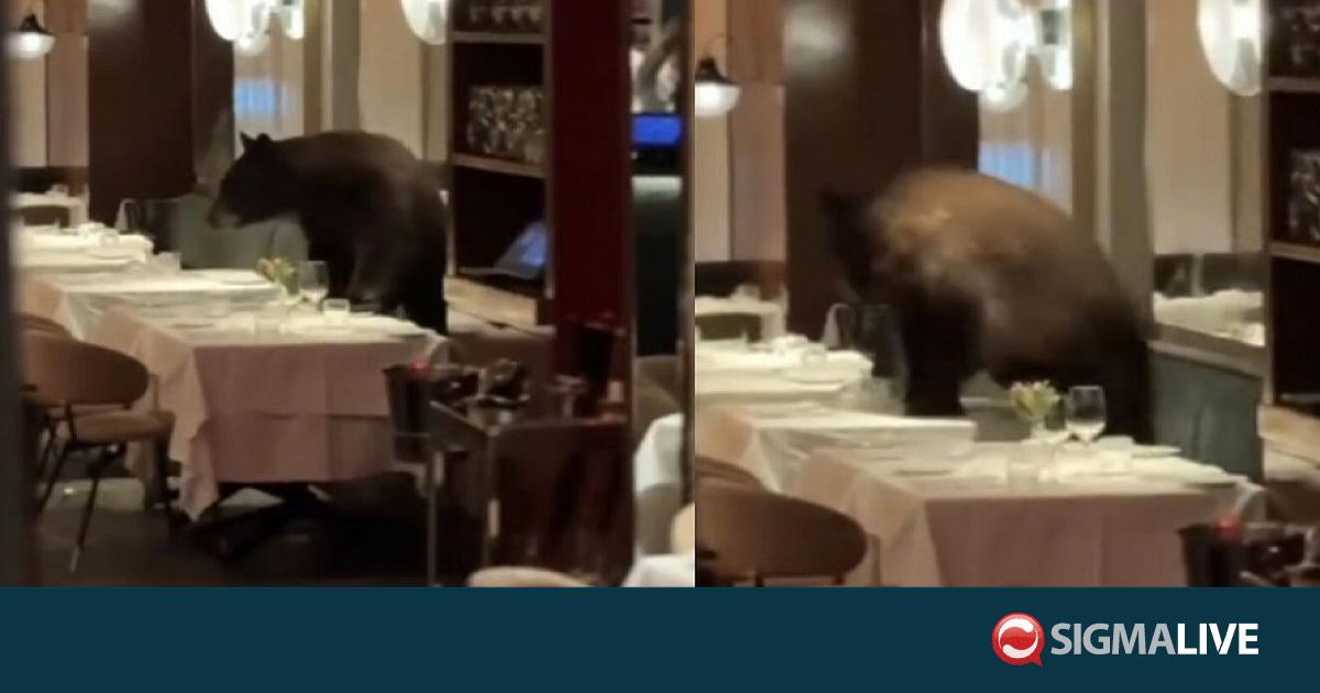 &Mu;&alpha;ύ&rho;&eta; &alpha;&rho;&kappa;&omicron;ύ&delta;&alpha; &epsilon;&iota;&sigma;έ&beta;&alpha;&lambda;&epsilon; &sigma;&epsilon; &iota;&tau;&alpha;&lambda;&iota;&kappa;ό &epsilon;&sigma;&tau;&iota;&alpha;&tau;ό&rho;&iota;&omicron; &sigma;&tau;&omicron; Ά&sigma;&pi;&epsilon;&nu;