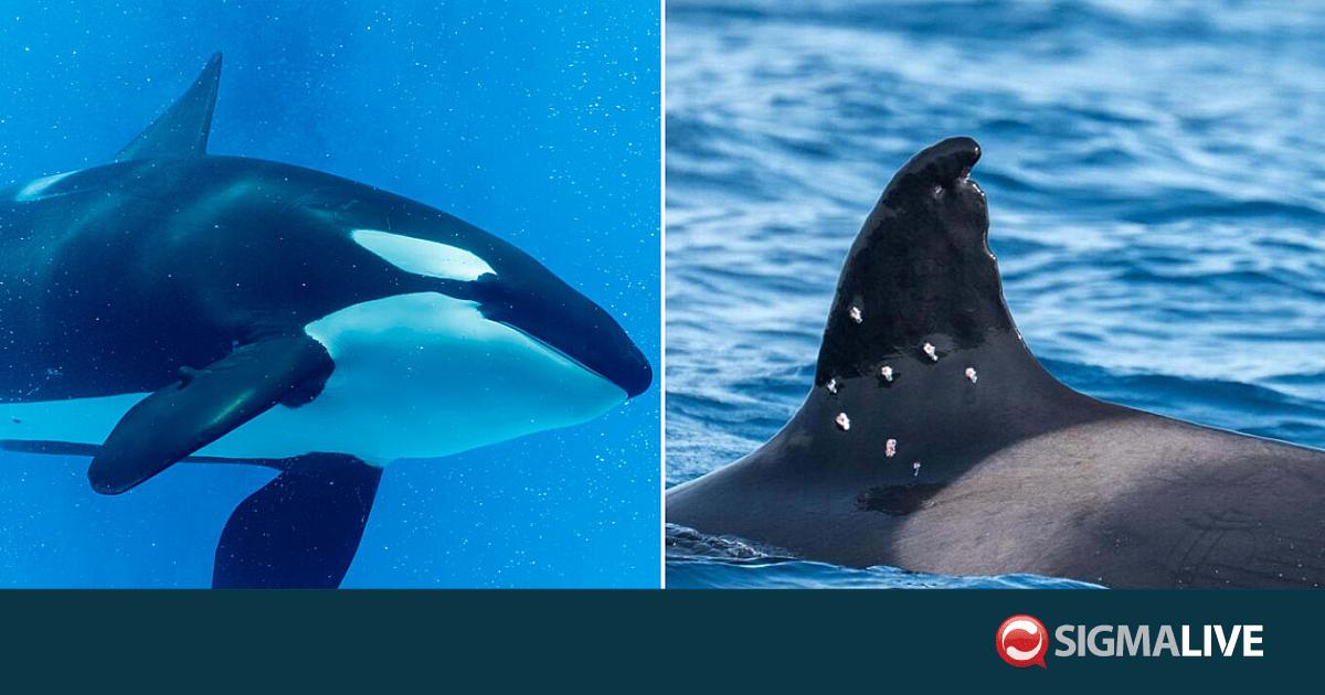 &Iota;&sigma;&pi;&alpha;&nu;ί&alpha;: &Sigma;&pi;ά&nu;&iota;&alpha; &iota;&beta;&eta;&rho;&iota;&kappa;ή ό&rho;&kappa;&alpha; &phi;έ&rho;&epsilon;&iota; &sigma;&eta;&mu;ά&delta;&iota;&alpha; &alpha;&pi;ό &sigma;&phi;&alpha;ί&rho;&epsilon;&sigmaf;-Έ&rho;&epsilon;&upsilon;&nu;&alpha; &Alpha;&rho;&chi;ώ&nu; (vid)
