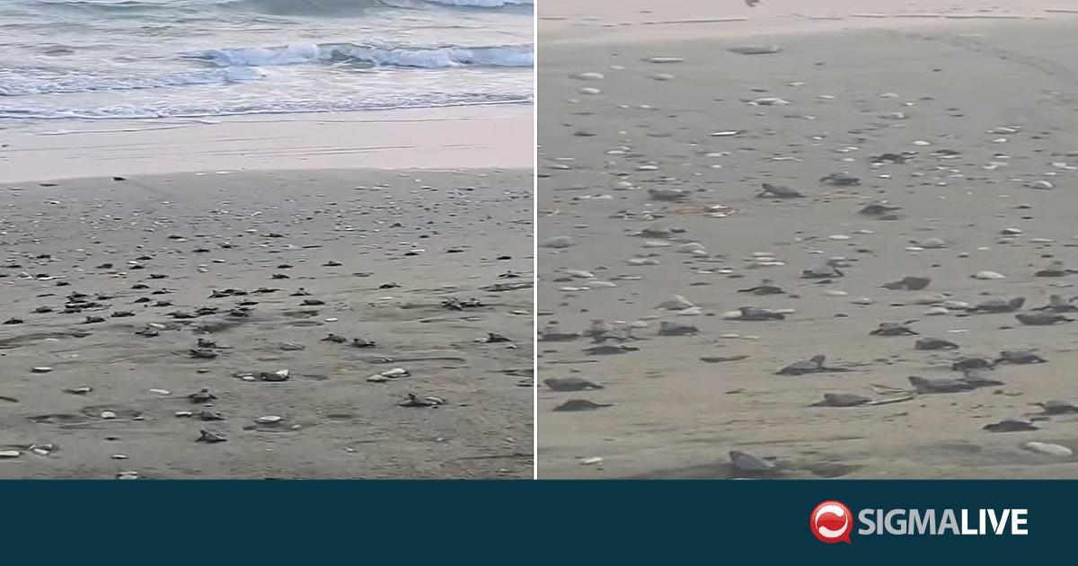 &Beta;&Iota;&Nu;&Tau;&Epsilon;&Omicron;: &Chi;&epsilon;&lambda;&omega;&nu;ί&tau;&sigma;&epsilon;&sigmaf; &laquo;&kappa;&alpha;&tau;έ&kappa;&tau;&eta;&sigma;&alpha;&nu;&raquo; &tau;&alpha; &Pi;&epsilon;&rho;&beta;ό&lambda;&iota;&alpha;
