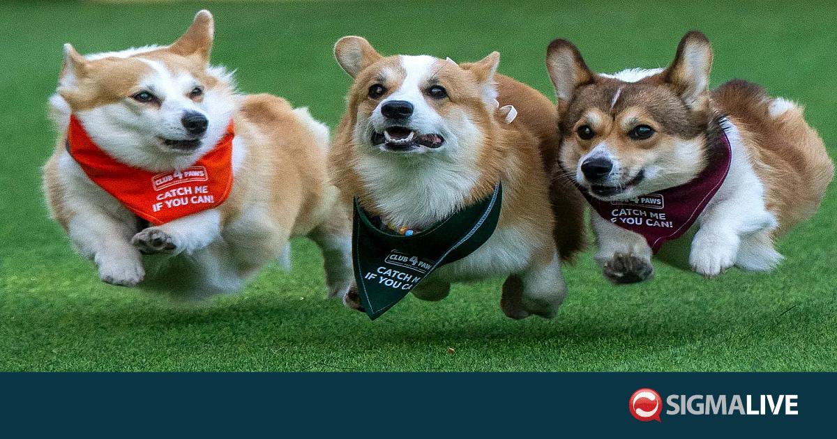&Beta;&Iota;&Nu;&Tau;&Epsilon;&Omicron;: &Gamma;έ&mu;&iota;&sigma;&epsilon; &kappa;ό&rho;&gamma;&kappa;&iota; &eta; &Lambda;&iota;&theta;&omicron;&upsilon;&alpha;&nu;ί&alpha; - &Eta; &sigma;&kappa;&upsilon;&lambda;ί&sigma;&iota;&alpha; &delta;&iota;&omicron;&rho;&gamma;ά&nu;&omega;&sigma;&eta; &pi;&omicron;&upsilon; έ&gamma;&iota;&nu;&epsilon; viral