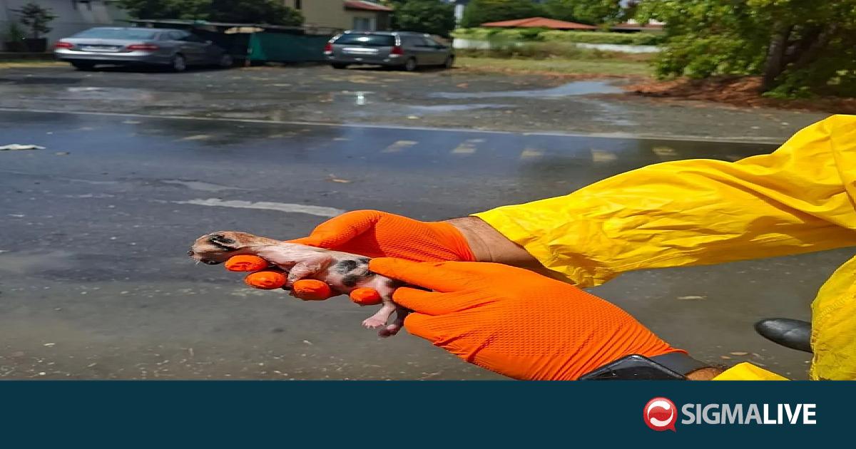 Νεογέννητο γατάκι βρέθηκε στη βροχή–Συνεργείο του ΕΟΑ σταμάτησε να το σώσει