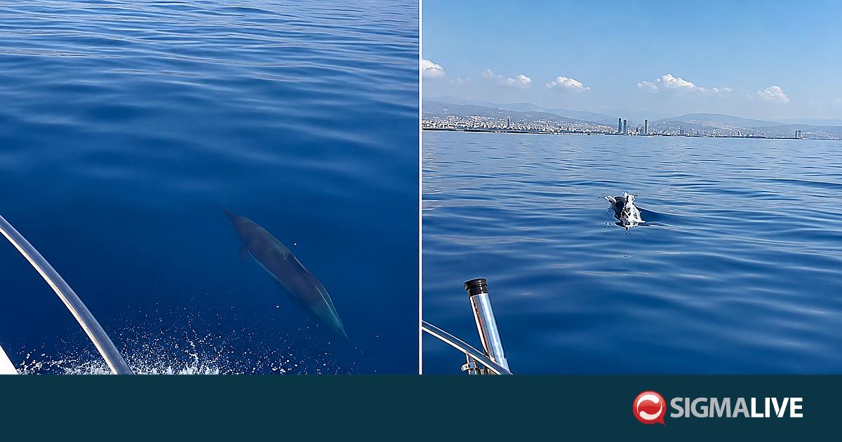 &Beta;&Iota;&Nu;&Tau;&Epsilon;&Omicron;: &Delta;&epsilon;&lambda;&phi;ί&nu;&iota;&alpha; &kappa;ό&beta;&omicron;&upsilon;&nu; &beta;ό&lambda;&tau;&epsilon;&sigmaf; &alpha;&nu;&omicron;&iota;&kappa;&tau;ά &tau;&eta;&sigmaf; &Lambda;&epsilon;&mu;&epsilon;&sigma;&omicron;ύ