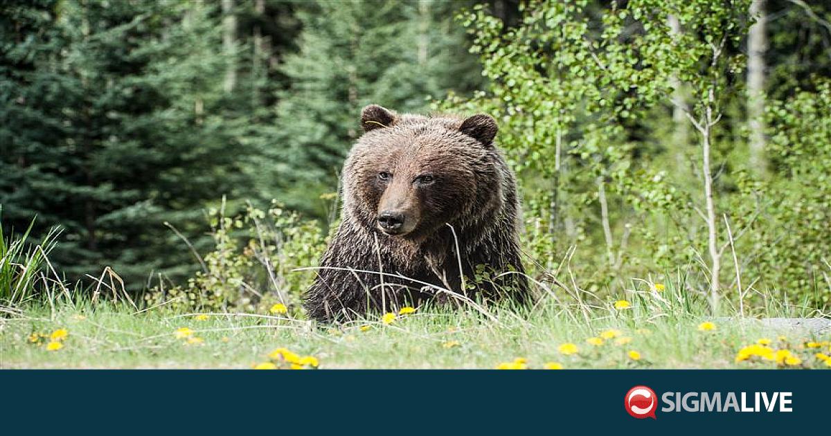 &Rho;&omega;&sigma;ί&alpha;: &Alpha;&rho;&kappa;&omicron;ύ&delta;&alpha; &sigma;&kappa;ό&tau;&omega;&sigma;&epsilon; 29&chi;&rho;&omicron;&nu;&eta; &kappa;&alpha;&tau;&alpha;&sigma;&kappa;&eta;&nu;ώ&tau;&rho;&iota;&alpha; &sigma;&tau;&eta;&nu; &omicron;&rho;&omicron;&sigma;&epsilon;&iota;&rho;ά &Alpha;&lambda;&tau;ά&iota;