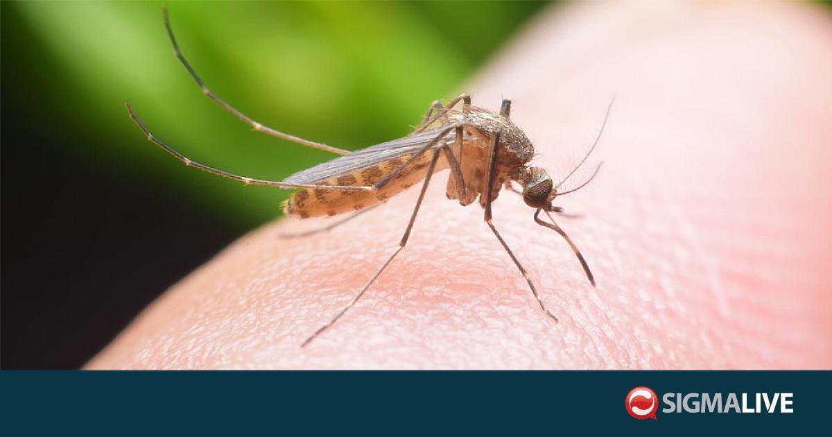&Kappa;&rho;&omicron;ύ&sigma;&mu;&alpha; &tau;&omicron;&upsilon; &Iota;&omicron;ύ &tau;&omicron;&upsilon; &Delta;&upsilon;&tau;&iota;&kappa;&omicron;ύ &Nu;&epsilon;ί&lambda;&omicron;&upsilon; &sigma;&tau;&eta;&nu; &Kappa;ύ&pi;&rho;&omicron;