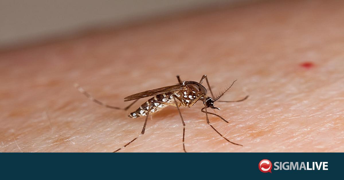 &Sigma;&omicron;&beta;&alpha;&rho;ά &sigma;&tau;&eta; &Mu;&Epsilon;&Theta; &omicron; 70&chi;&rho;&omicron;&nu;&omicron;&sigmaf; &mu;&epsilon; &iota;ό &tau;&omicron;&upsilon; &Delta;&upsilon;&tau;&iota;&kappa;&omicron;ύ &Nu;&epsilon;ί&lambda;&omicron;&upsilon; - &Pi;&rho;ώ&tau;&omicron; &kappa;&rho;ό&upsilon;&sigma;&mu;&alpha; &gamma;&iota;&alpha; &tau;&omicron; 2026