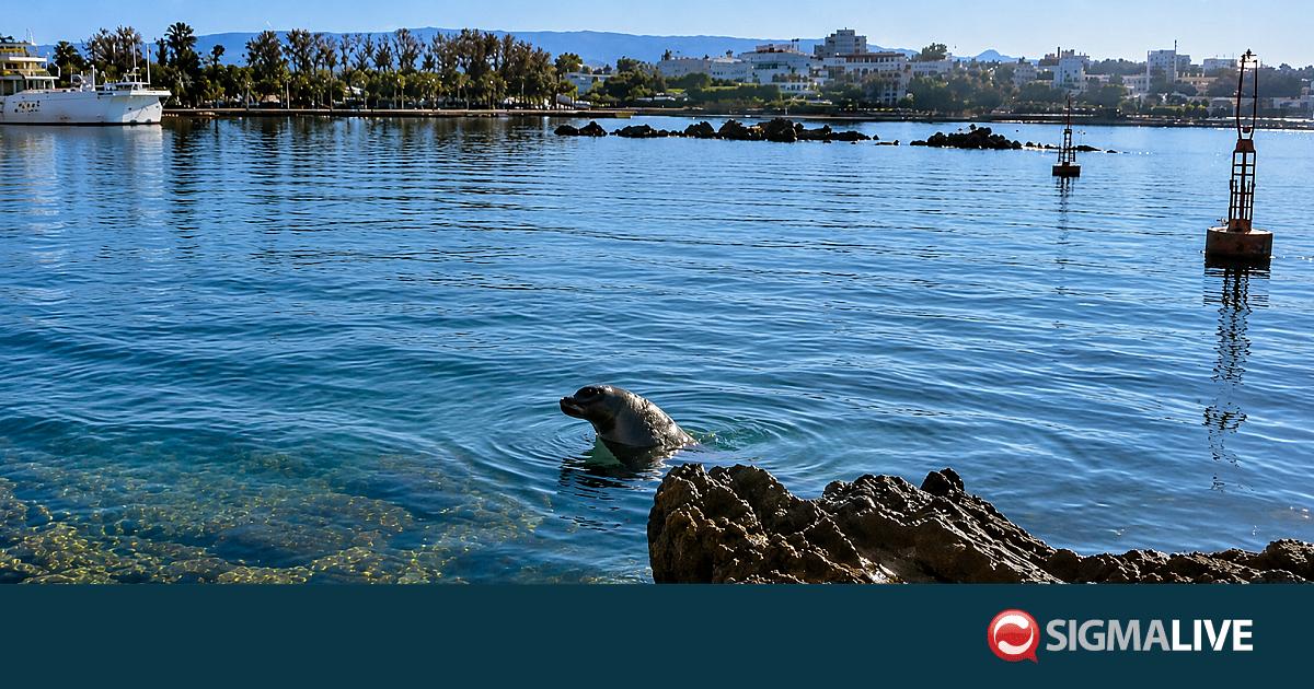 &Beta;&Iota;&Nu;&Tau;&Epsilon;&Omicron;: &laquo;&Pi;&alpha;&iota;&chi;&nu;&iota;&delta;&iota;ά&rho;&iota;&kappa;&eta;&raquo; &phi;ώ&kappa;&iota;&alpha; έ&kappa;&alpha;&nu;&epsilon; &beta;&omicron;&upsilon;&tau;&iota;έ&sigmaf; &sigma;&tau;&omicron; &lambda;&iota;&mu;&alpha;&nu;ά&kappa;&iota; &tau;&eta;&sigmaf; &Pi;ά&phi;&omicron;&upsilon;