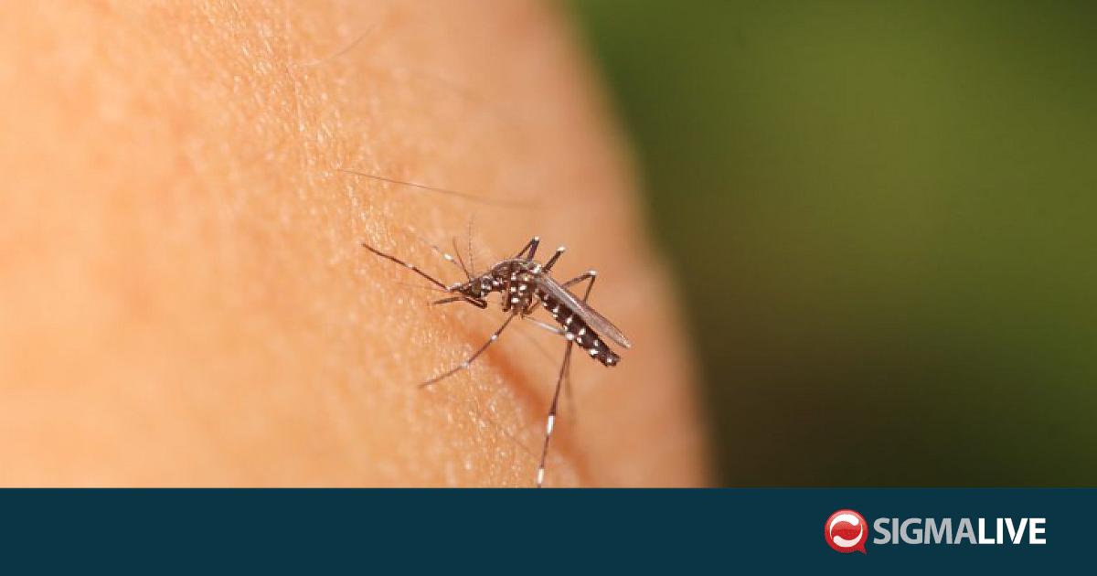 &Alpha;&pi;&omicron; &tau;&sigma;ί&mu;&pi;&iota;&mu;&alpha; &kappa;&omicron;&upsilon;&nu;&omicron;&upsilon;&pi;&iota;&omicron;ύ &eta; &mu;&epsilon;&tau;ά&delta;&omicron;&sigma;&eta; &tau;&omicron;&upsilon; &Iota;&omicron;ύ &tau;&omicron;&upsilon; &Nu;&epsilon;ί&lambda;&omicron;&upsilon;-&Pi;&omicron;&iota;&alpha; &tau;&alpha; &mu;έ&tau;&rho;&alpha; &pi;&rho;ό&lambda;&eta;&psi;&eta;&sigmaf;