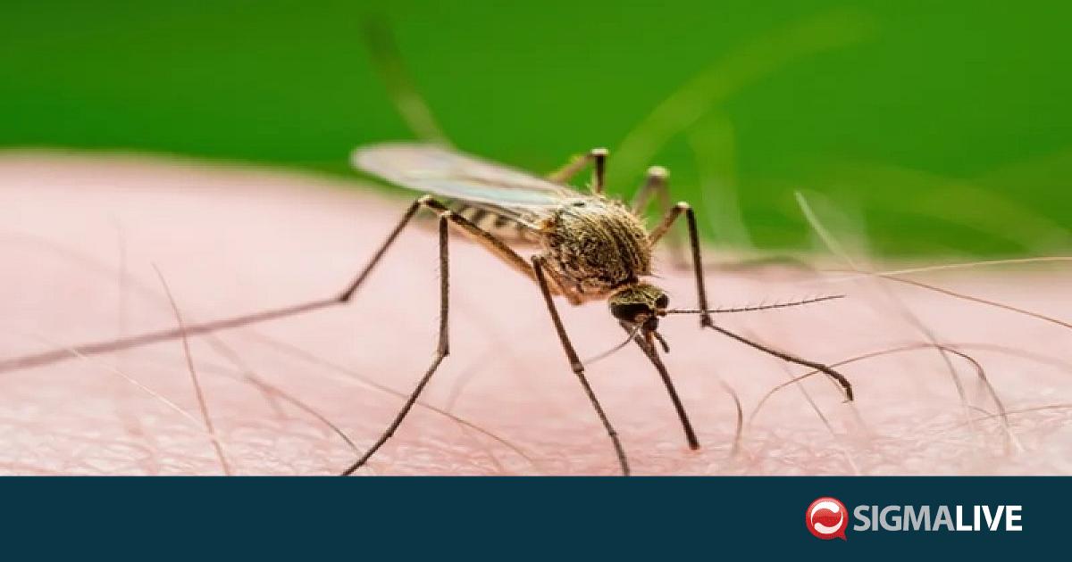 &Epsilon;&pi;&alpha;&gamma;&rho;ύ&pi;&nu;&eta;&sigma;&eta; &sigma;&tau;&omicron;&nu; &Delta;ή&mu;&omicron; &Pi;ά&phi;&omicron;&upsilon;: &laquo;&Tau;&alpha; &nu;έ&alpha; &kappa;&omicron;&upsilon;&nu;&omicron;ύ&pi;&iota;&alpha; ή&rho;&theta;&alpha;&nu; &kappa;&alpha;&iota; &theta;&alpha; &mu;&epsilon;ί&nu;&omicron;&upsilon;&nu;&raquo;