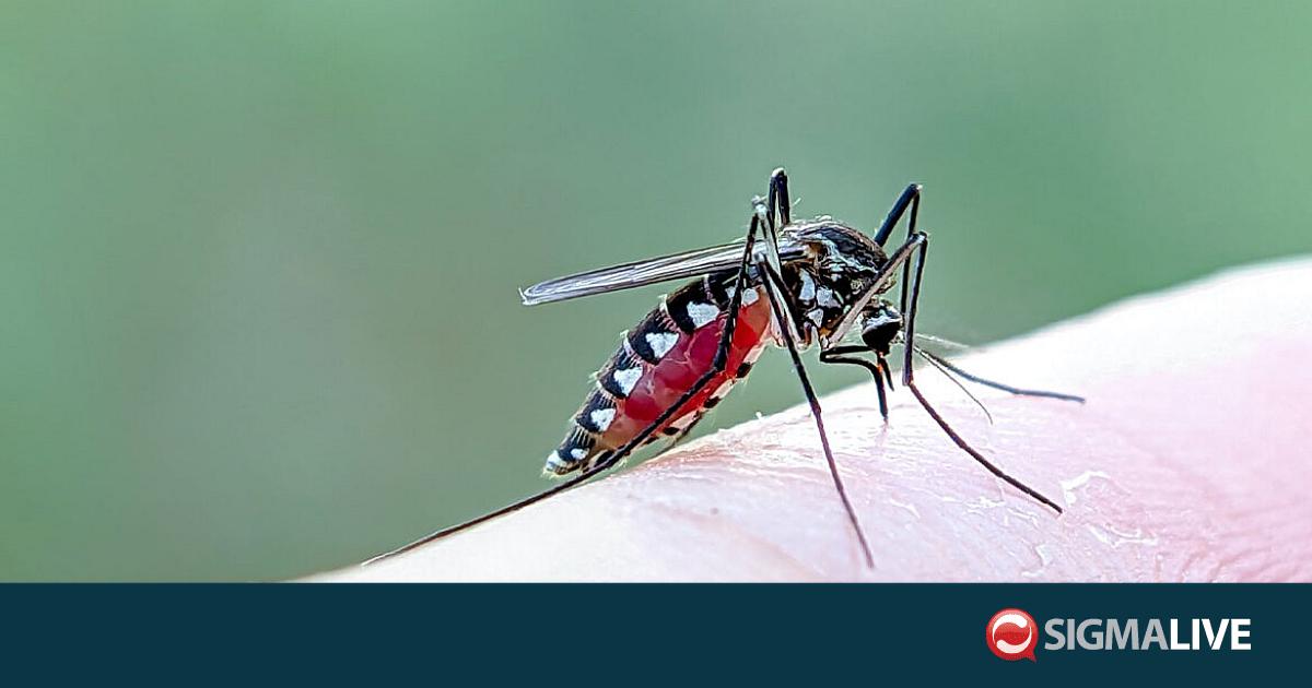 &Iota;ό&sigmaf; &Delta;&upsilon;&tau;&iota;&kappa;&omicron;ύ &Nu;&epsilon;ί&lambda;&omicron;&upsilon;: &Tau;&iota; &pi;&rho;έ&pi;&epsilon;&iota; &nu;&alpha; &pi;&rho;&omicron;&sigma;έ&chi;&omicron;&upsilon;&nu; &omicron;&iota; &pi;&omicron;&lambda;ί&tau;&epsilon;&sigmaf;-&Omicron;&iota; &sigma;&upsilon;&sigma;&tau;ά&sigma;&epsilon;&iota;&sigmaf; &Kappa;&alpha;&rho;&alpha;&gamma;&iota;ά&nu;&nu;&eta;
