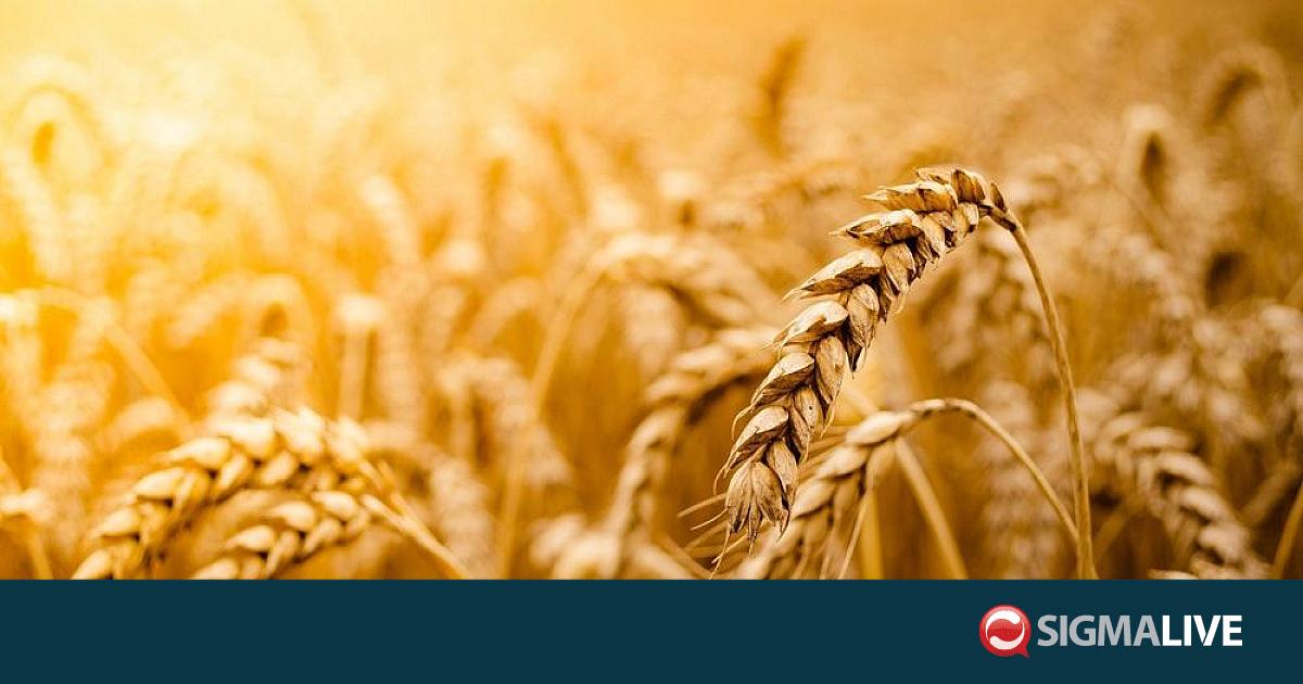 &Sigma;&eta;&mu;&alpha;&nu;&tau;&iota;&kappa;ή &alpha;ύ&xi;&eta;&sigma;&eta; &tau;&eta;&sigmaf; &alpha;&pi;ό&delta;&omicron;&sigma;&eta;&sigmaf; &kappa;&rho;&iota;&theta;&alpha;&rho;&iota;&omicron;ύ &sigma;&tau;&eta;&nu; &Kappa;ύ&pi;&rho;&omicron; &pi;&rho;&omicron;&beta;&lambda;έ&pi;&epsilon;&iota; &tau;&omicron; JRC