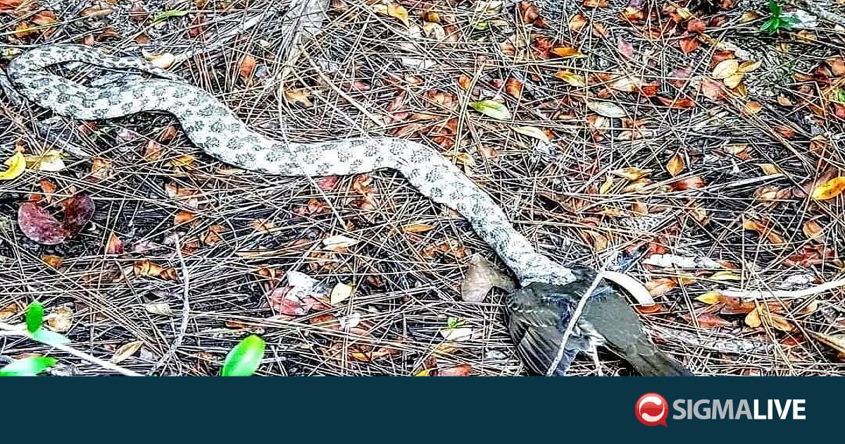 &Sigma;&tau;&eta; &laquo;&mu;ά&chi;&eta;&raquo; &tau;&eta;&sigmaf; &epsilon;&pi;&iota;&beta;ί&omega;&sigma;&eta;&sigmaf;: &Phi;ί&nu;&alpha; &kappa;&alpha;&tau;&alpha;&beta;&rho;&omicron;&chi;&theta;ί&zeta;&epsilon;&iota; &pi;&omicron;&upsilon;&lambda;ί &sigma;&tau;&eta;&nu; &Kappa;ύ&pi;&rho;&omicron; (&Phi;&Omega;&Tau;&Omicron;)